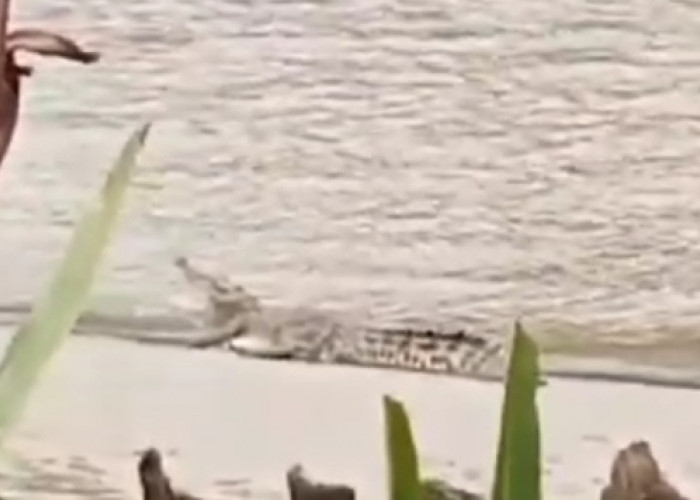 Heboh! Warga Pergoki Buaya di Tepi Sungai Lemau Pondok Kelapa Bengkulu Tengah, Mau Ikut Milih? 