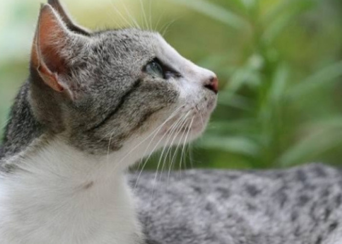 Jangan Keliru! Ini Dia Perbedaan Kucing Jawa dengan Kucing Kampung