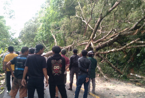 Pohon Tumbang Melintang di Jalan Liku 9, Kemacetan Mengular