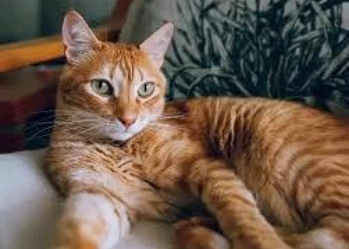 Apa yang Membuat Kucing Liar Betah di Rumah? Masalah Keamanan? Ini Penjelasannya