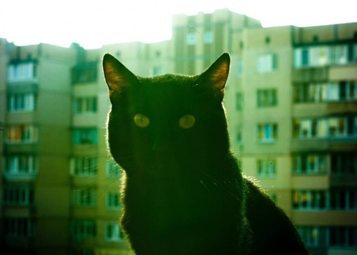 Mengungkap 5 Fakta Kemampuan Mistis Kucing, Benarkah Bisa Berkomunikasi dengan Makhluk Halus?