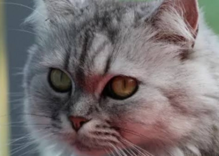 Kucing Persia Flatnose: Ciri-Ciri, Karakteristik Hingga Perawatannya