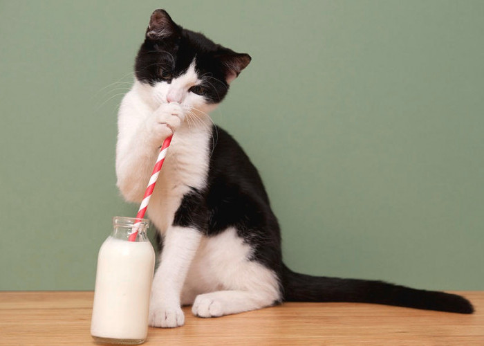 5 Pilihan Susu Terbaik untuk Kesehatan Kucing Peliharaan, Cat Lovers Wajib Simak!