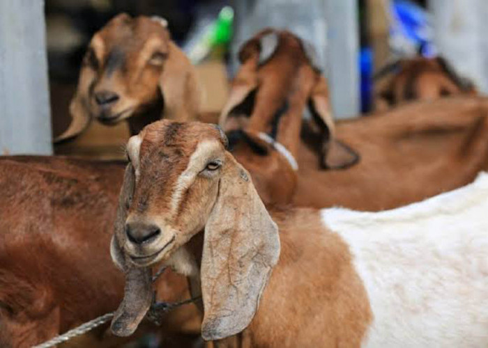 Cek Harga Kambing Kurban 2025 Jelang Idul Adha, Bisa Beli Online Mulai Rp1 Jutaan!