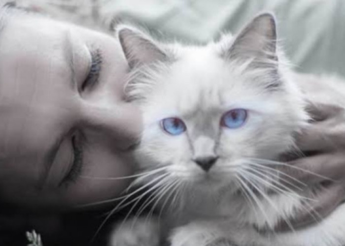 Cat Lovers Wajib Tahu, Begini Cara Melatih Kucing Agar Nurut dan Patuh