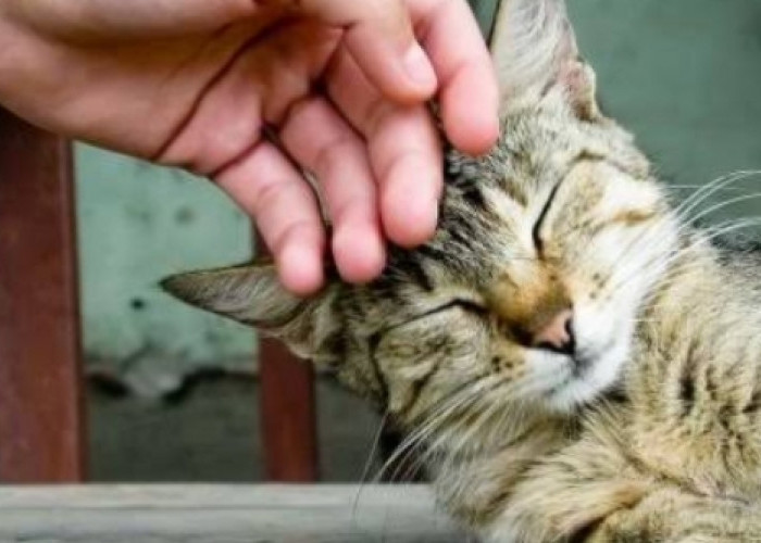 Masih Percaya Tak Sengaja Menabrak Kucing Hingga Mati Bakal Kena Musibah? Simak Dulu Penjelasan Berikut 