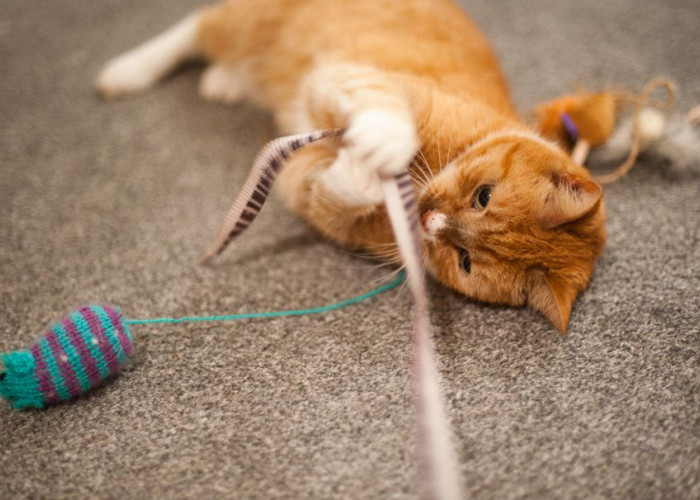 Pakai 10 Trik Jitu Ini, Dijamin Kucing Hasil Adopsi Bisa Cepat Jinak