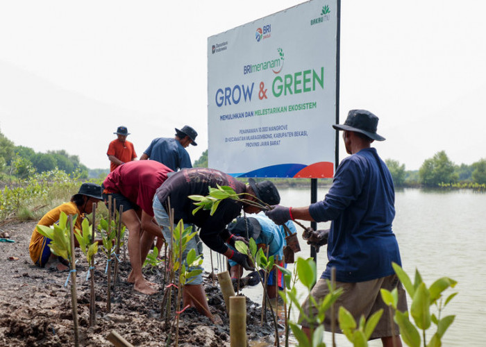 Peringati Hari Mangrove Sedunia, BRI Pertegas Komitmen Selamatkan Lingkungan Lewat Perbaikan Ekosistem Pesisir