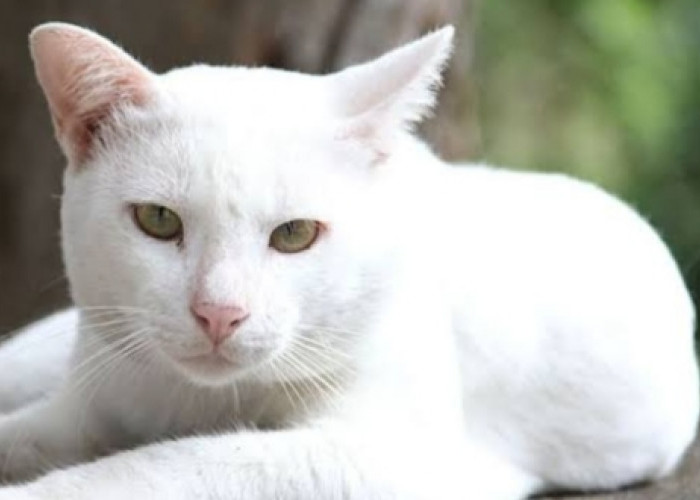 Dipercaya Pembawa Keberuntungan, Inilah Sederet Fakta Menarik Kucing Putih
