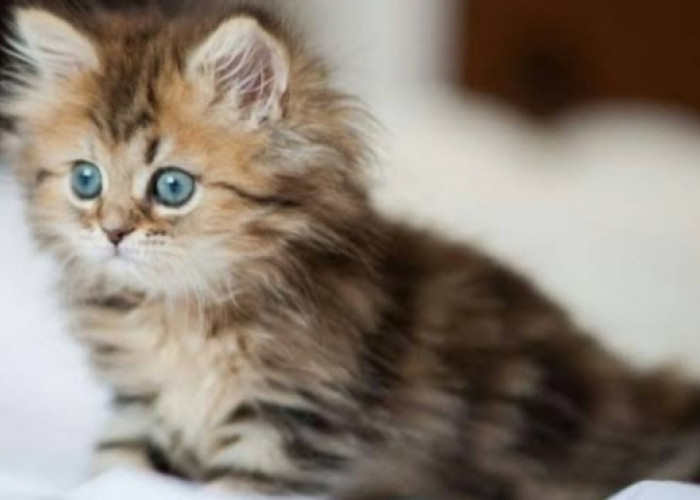 Panduan Merawat Anak Kucing Persia Tanpa Induk