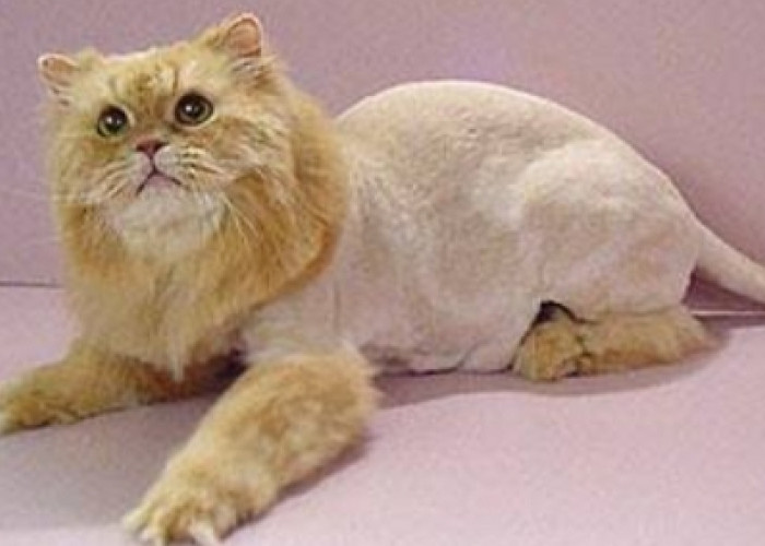 Lion Cut: Seberapa Penting Bagi Kesehatan Bulu dan Kulit Kucing 