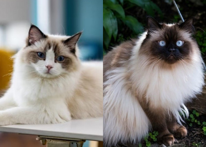 Asal Usul Hingga Perawatan, Ini Perbedaan Kucing Ragdoll dan Kucing Himalaya