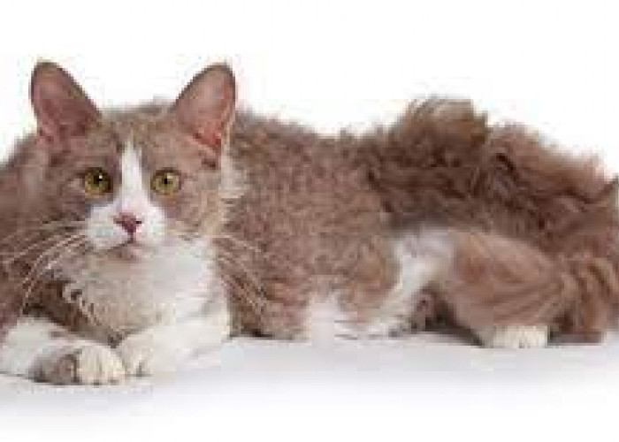 Mengenal Kucing LaPerm : Pesona Keindahan Bulu dengan Karakteristik yang Lembut