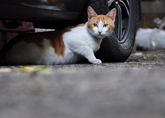 Ketahui Sejarah Menabrak Kucing di Jalan Bikin Sial