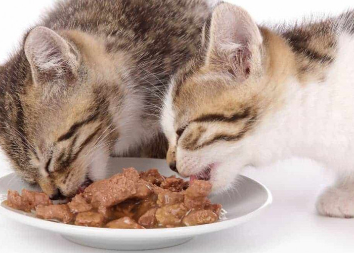 Tips Ampuh Menyimpan Makanan Basah Kucing Tanpa Kulkas, Bisa Tahan Seminggu Loh!
