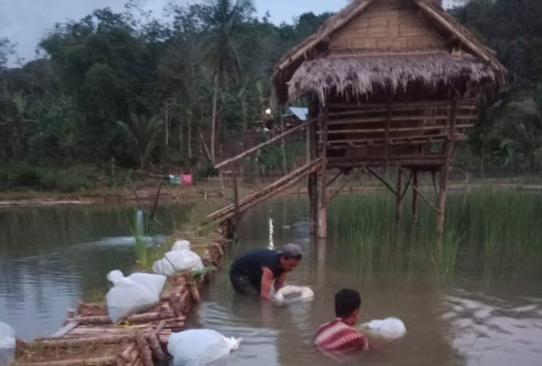 Budidaya Ikan Nila Diharapkan Tingkatkan Pendapatan Desa