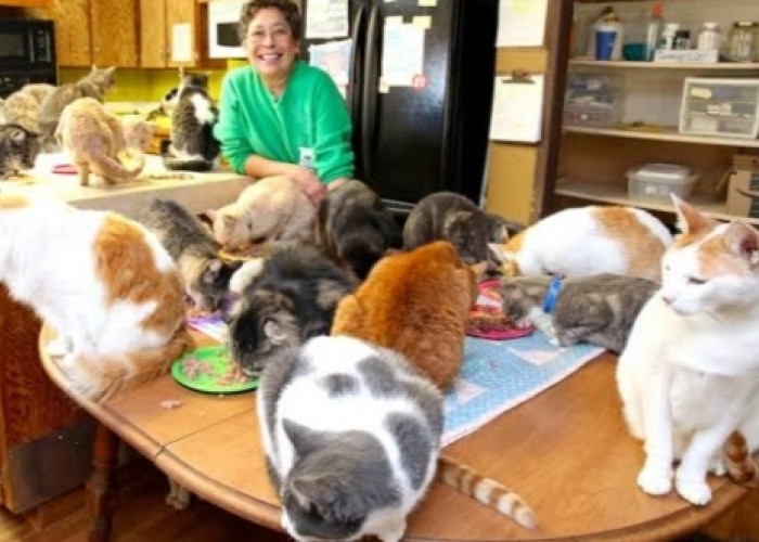 Lynea Lattanzio Sang Ratu Kucing, Hidup Serumah dengan Ribuan Ekor Kucing, Ini Kisahnya