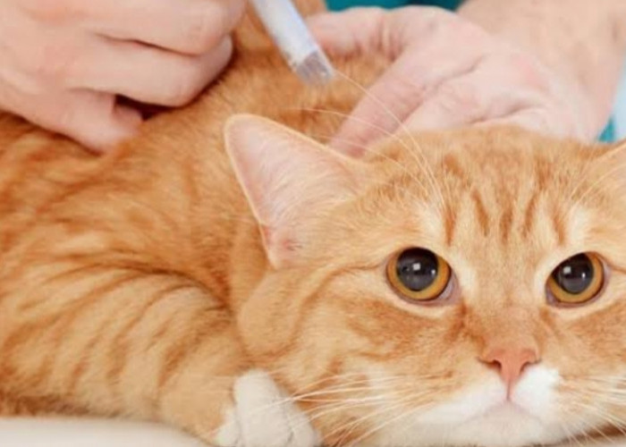 Jenis Vaksin yang Mesti Diberikan pada Kucing Peliharaanmu dan Manfaatnya