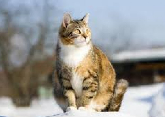 Cat Lovers Harus Tahu, Ada 4 Penyakit yang Paling Rentan Menyerang Kucing Saat Sedang Hamil