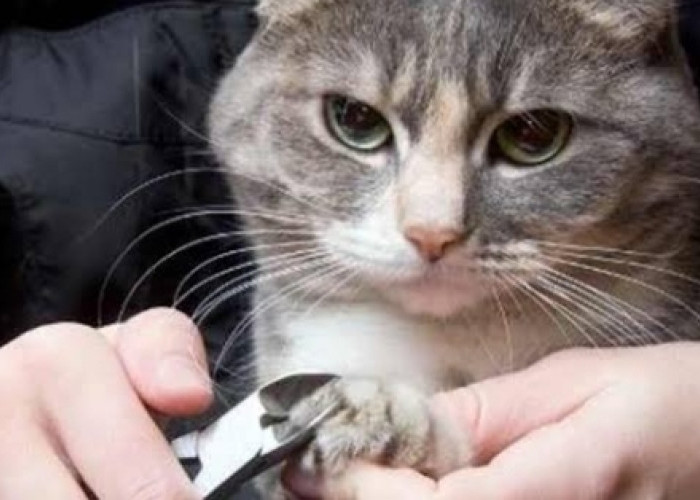 Jangan Asal-asalan, Perhatikan Tips Ini Jika Memotong Kuku Kucing