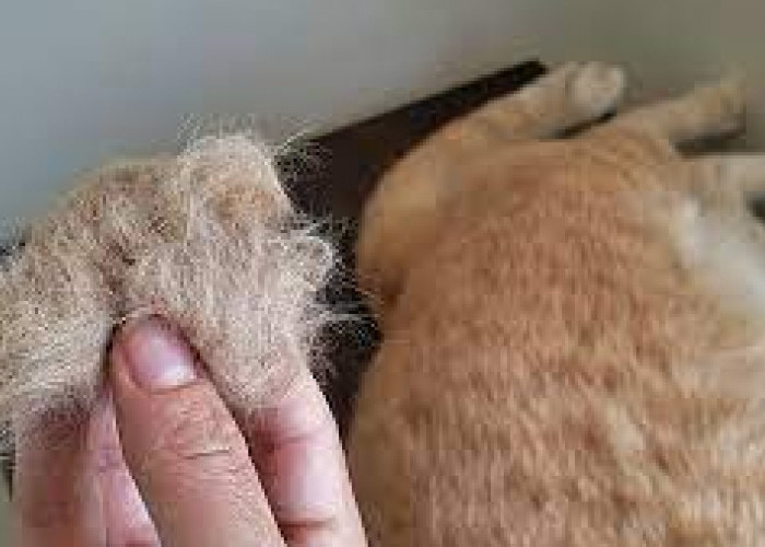 Bahaya Hairball untuk Kucing, Gejala Ringan Bisa Berakibat Fatal