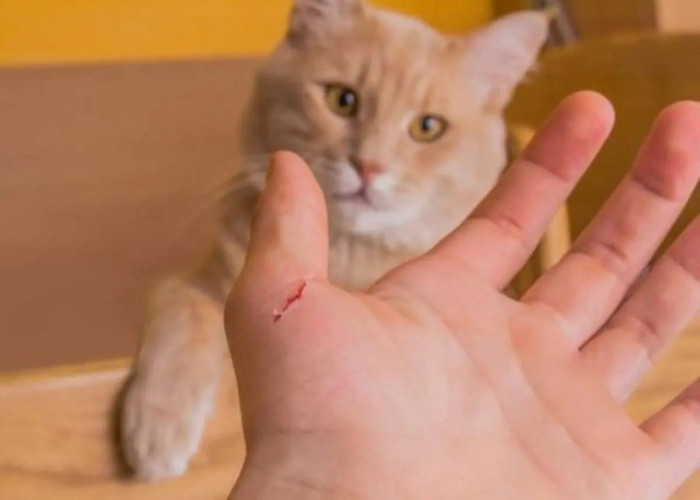 Waspada, Efek Berkelanjutan Akibat Cakaran Kucing Bisa Memicu Infeksi Serius