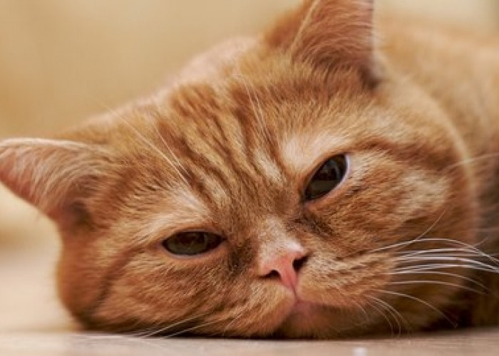 Kucing Peliharaanmu Kelihatan Lesu? Simak Tips-Tips Berikut 