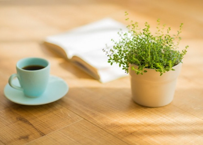 Jangan Dibuang! Air Kopi Ternyata Bisa Suburkan Tanaman, Simak Cara Penggunaannya