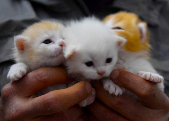 Ternyata Merawat Anak Kucing yang Baru Lahir Tidak Begitu Susah Loh! Ini Tips yang Bisa Cat Lovers Terapkan