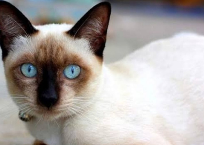 Daftar Ras Kucing yang Hiperaktif dan Memiliki Kepintaran di Atas Rata-Rata, Adakah Peliharaanmu?  
