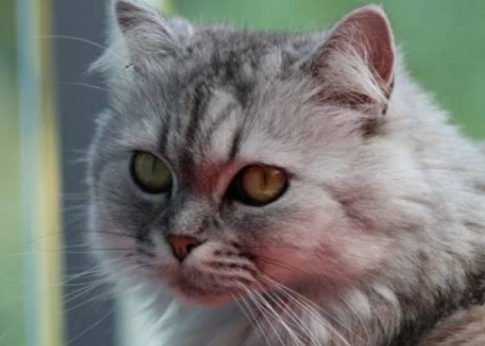Kucing Persia Solid Colour: Pesona Terpancar di Balik Warna yang Padat