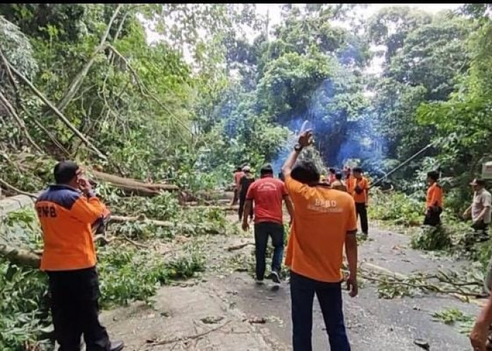 Pemangkasan Pohon di Jalur Liku Sembilan Masuk Bengkulu Tengah, Lalu Lintas Diberlakukan Buka Tutup