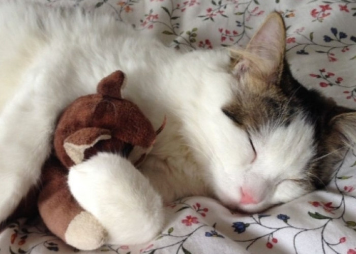 Bukan karena Malas, Ternyata Ini Alasan Kucing Keseringan Tidur