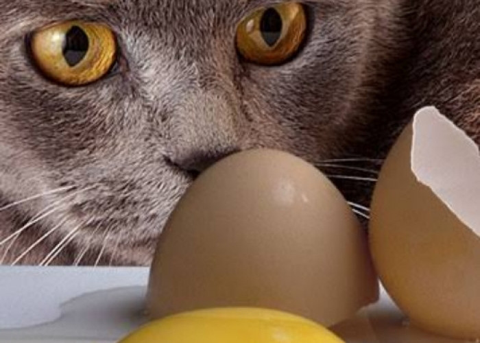 Ini Manfaat Dahsyat Kuning Telur untuk Kucing Peliharaan