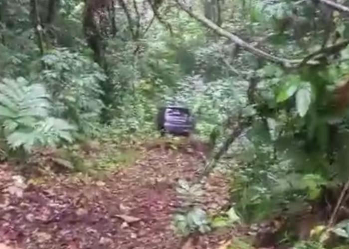 Mobil Masuk Jurang di Kawasan Liku Sembilan Bengkulu Tengah, 7 Penumpang Selamat