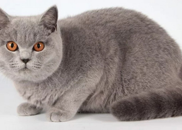 Ras Tertua di Dunia, Ini Dia Fakta Kucing British Shorthair Selengkapnya 