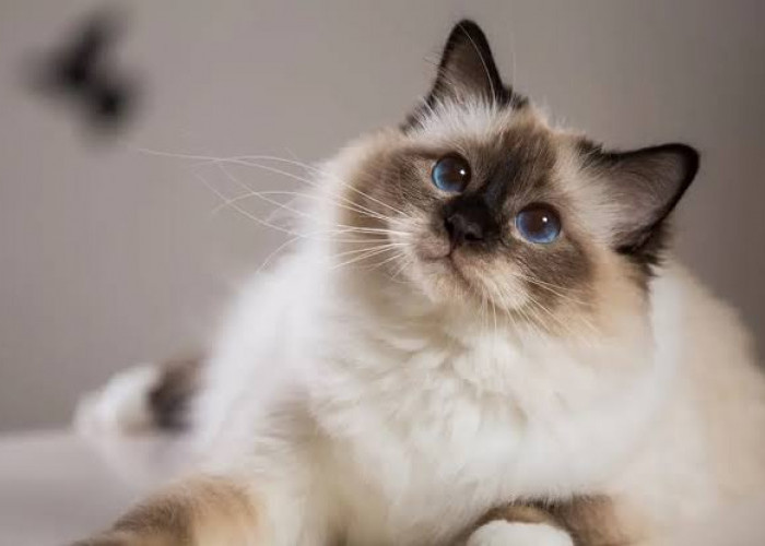 Bukan Sekadar Kumis Biasa, Kumis Kucing Rupanya Punya Fungsi Penting, Akibat Fatal Kalau Sampai Hilang