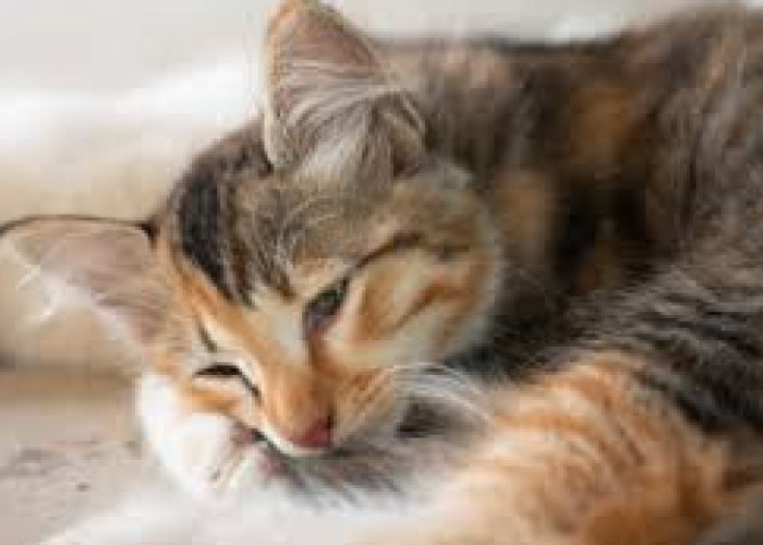 Penanganan Kucing Pasca Diare, 8 Langkah Ini Harus Dilakukan Agar Anabul Cepat Pulih