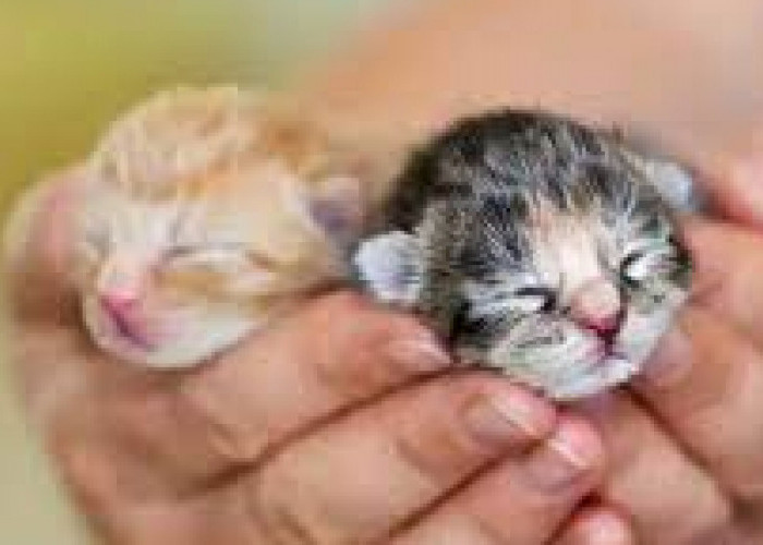 Faktor-Faktor yang Mempengaruhi Keberlangsungan Hidup Anak Kucing yang Baru Lahir, Apa Sajakah?
