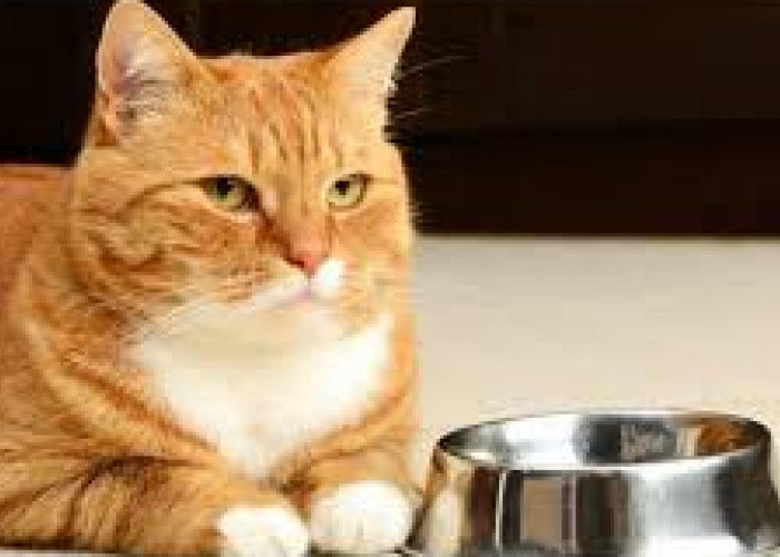 Membuat Pakan Kucing Sehat Ala Rumahan dengan Bahan Dasar Tempe, Ini Resep dan Cara Pembuatannya