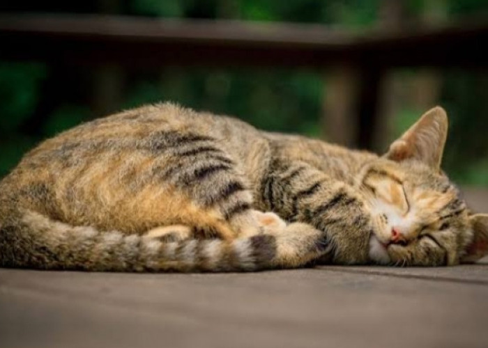 Berikut Tanda-Tanda Kucing Peliharaan Sakit dan Harus Dibawa ke Dokter
