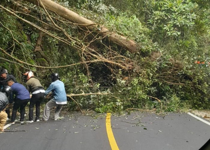 Pohon Tumbang di Liku Sembilan, Akses Jalan Lintas Bengkulu-Kepahiang Lumpuh