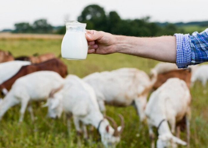 4 Rekomendasi Dokter Susu Kambing Etawa untuk Kesehatan Tulang dan Sendi