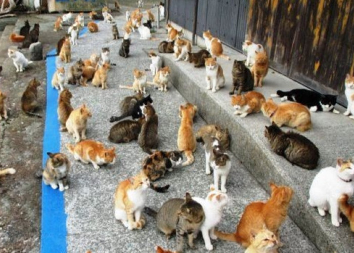 Wow! Populasi Kucing di Pulau ini Melebihi Manusia