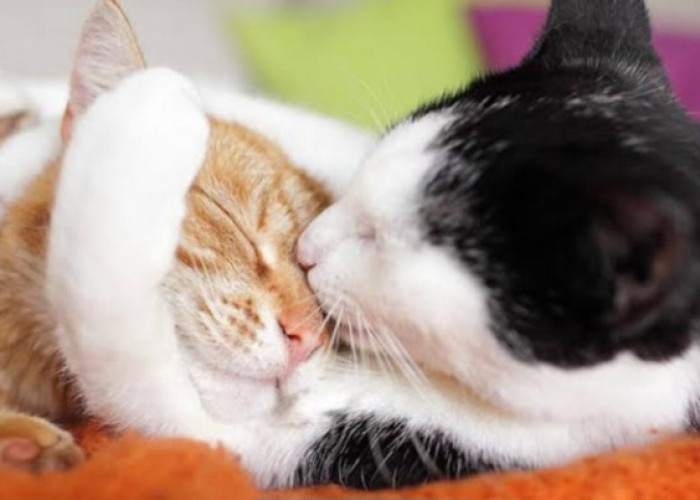 Kenali Tanda-Tanda Kucing Peliharaanmu Sedang Birahi Minta Kawin