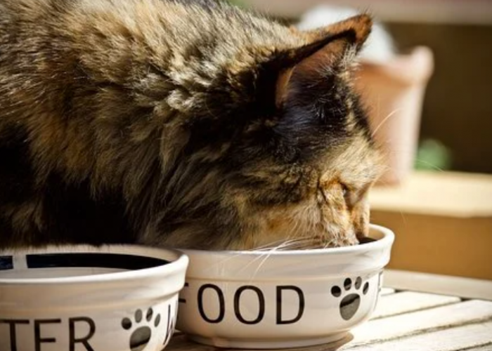 Olahan Makanan Kitten dari Bahan Segar dengan Rendah Kalori, Gak Bikin Obesitas, Ini Resepnya