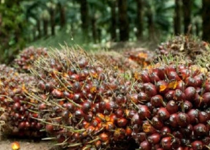 3 Pabrik Sawit di Bengkulu Tengah Beroperasi Tanpa Kebun Inti, Dinas Bantah Lakukan Pembiaran