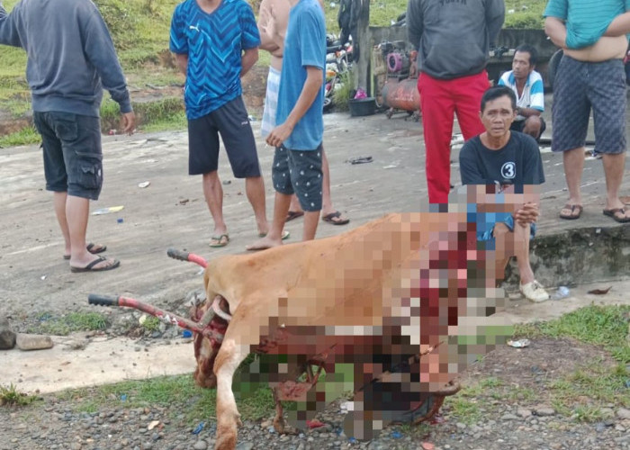 Pencurian Hewan Ternak Marak di Dusun Baru I, Satu Ekor Sapi Ditemukan Terpotong