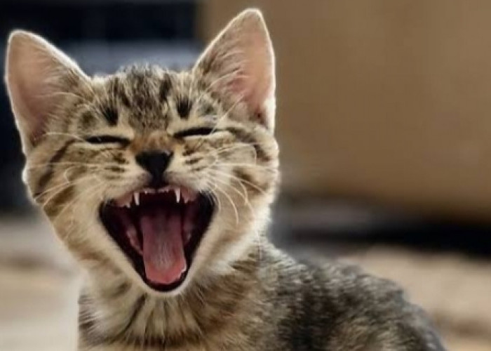 Mendengar Kucing Mengeong Tengah Malam Jangan Buru-Buru Panik, Simak Dulu Penjelasannya 
