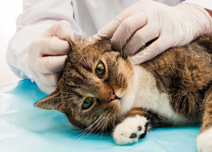 Lakukan Cara Sederhana Ini agar Kucing Peliharaanmu Terhindar dari Penyakit Kulit